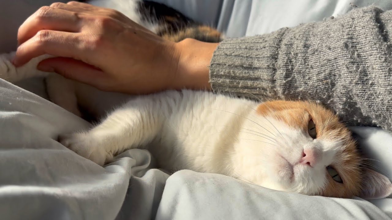 【三毛猫】ぽかぽかな布団で気持ち良さそうなミケ（2026年2月18日）