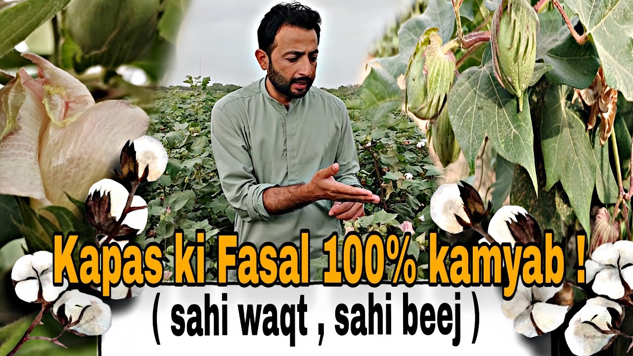 Complete Cotton Farming Guide: Pests, Climate, Seeds, Fertilizers, And Government Policies Explained