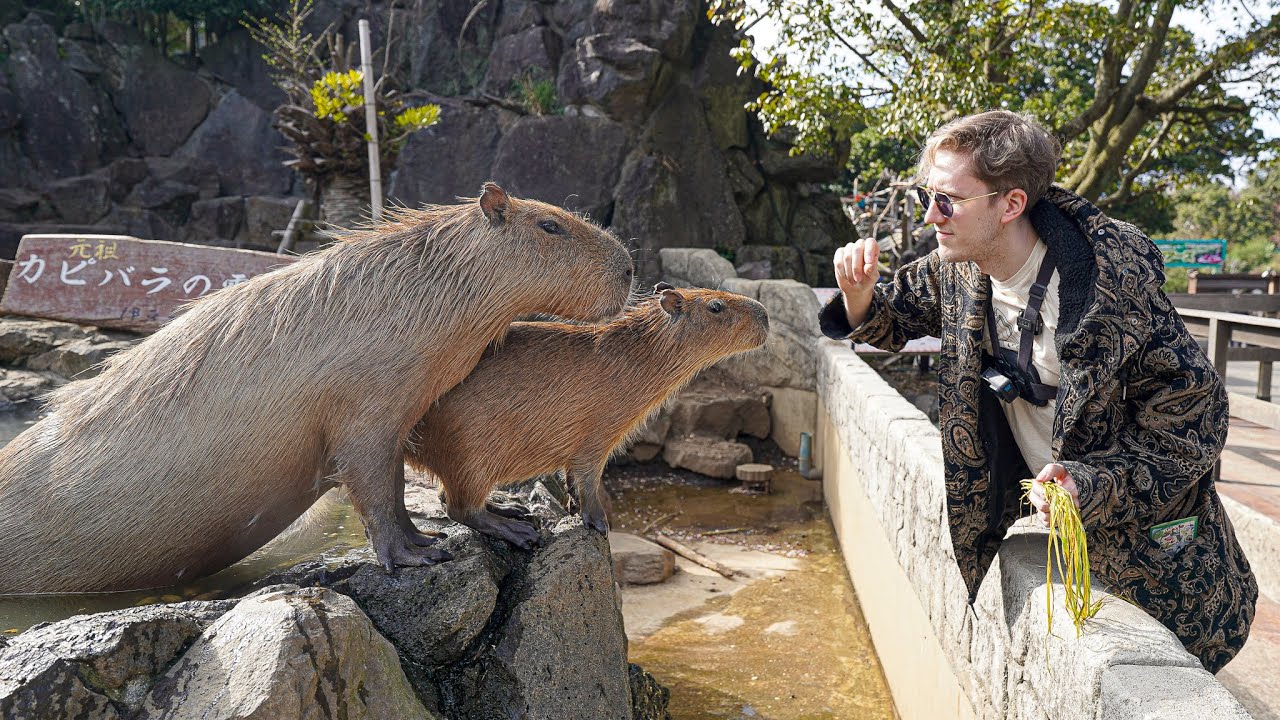 The Capybara Onsen is Real!