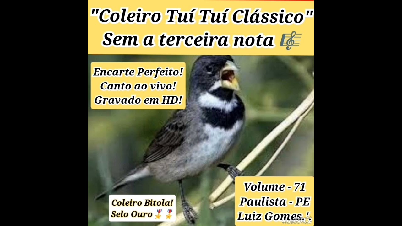 COLEIRO TUÍ TUÍ CLÁSSICO SEM A TERCEIRA NOTA! ÁUDIO AO VIVO GRAVADO EM HD! EXCELENTE PARA ENCARTES!