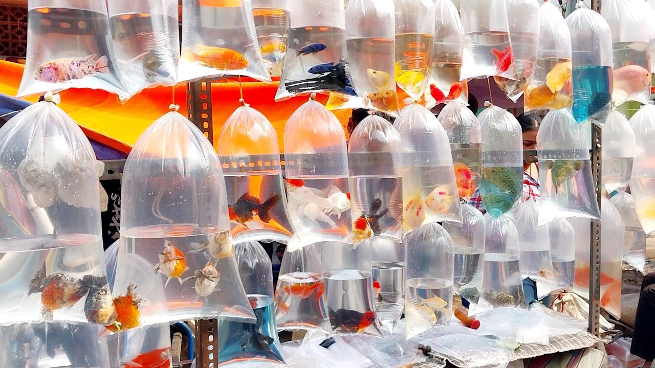 Fish Market | Galiff Street Fish Market Kolkata | Cheapest price | Recent Aquarium Fish Price Update
