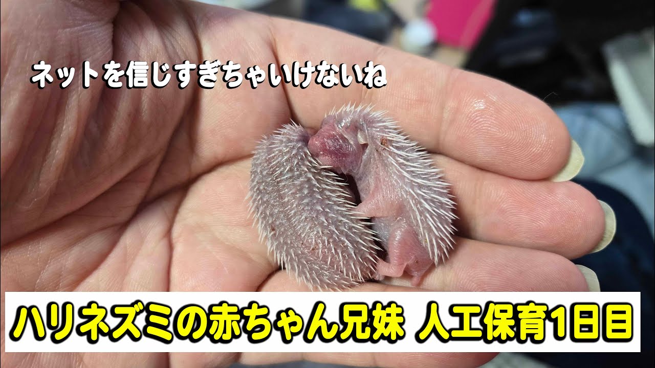 ネットの情報を信じすぎちゃいけないね！ハリネズミの赤ちゃん兄妹の人工保育スタート！