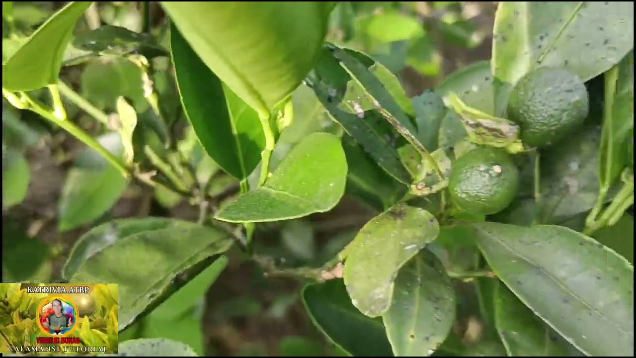 Pagtaas ng kurudo apektado patubig sa calamansi 