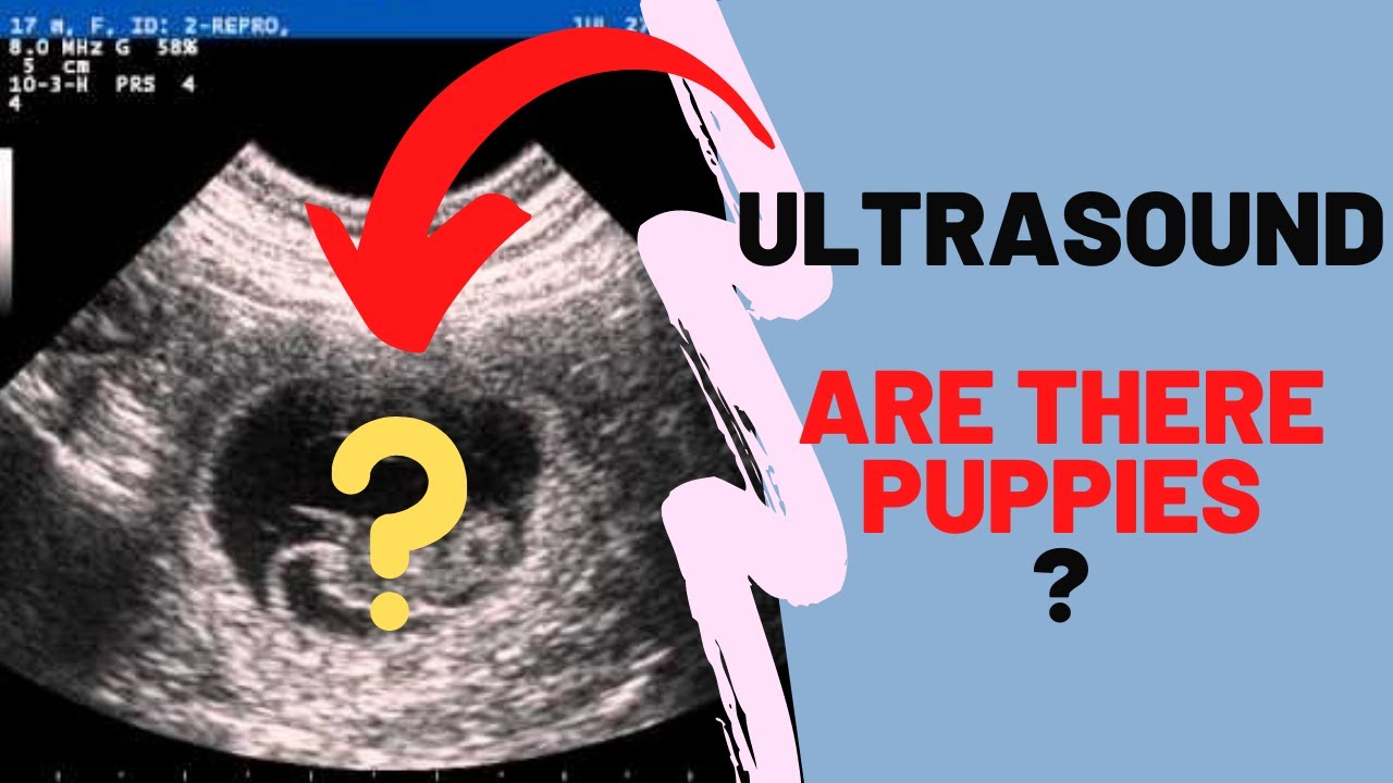 Ultrasound for Nani's puppies-