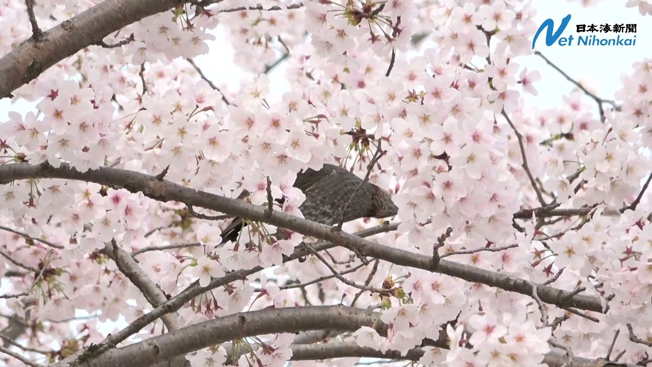 鳥取で桜満開　久松公園　日本海新聞