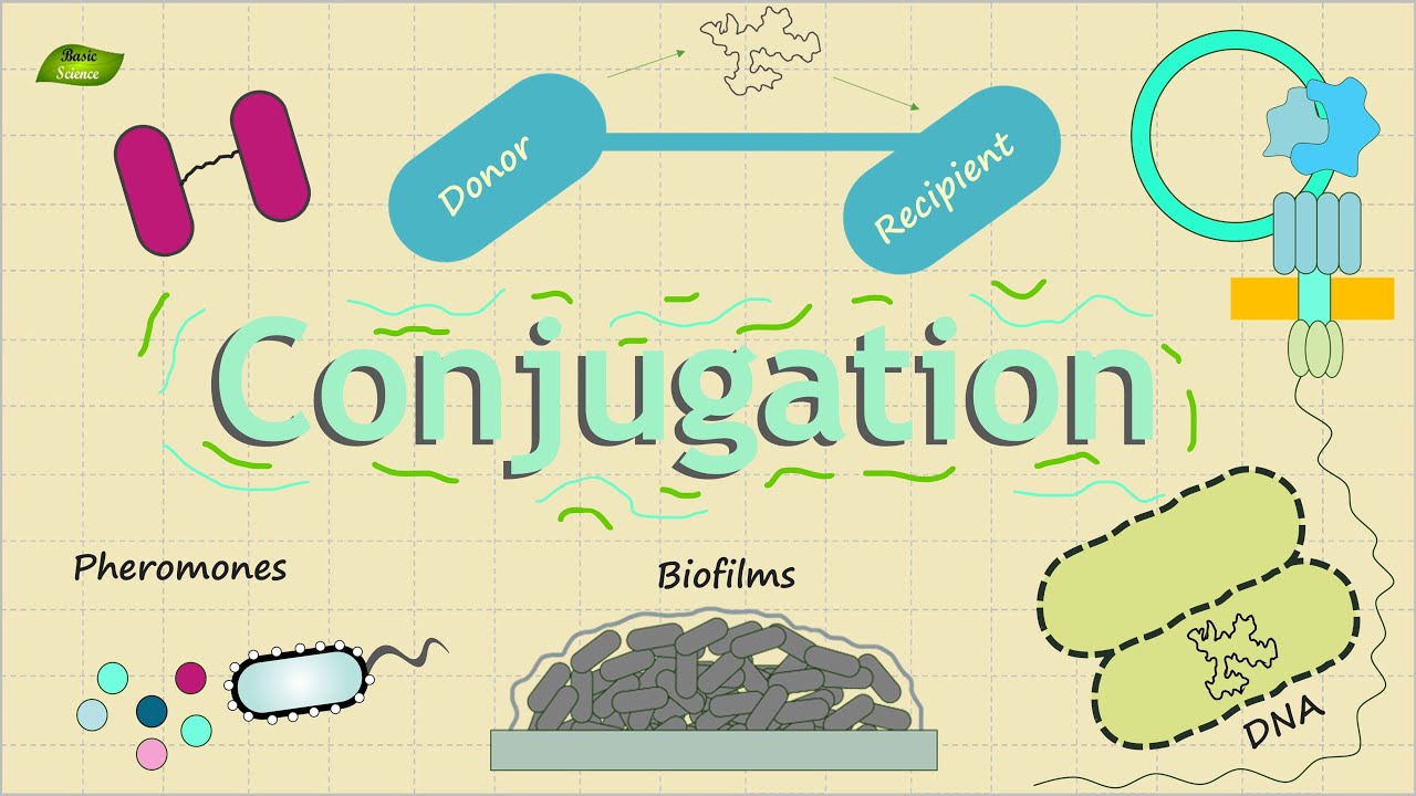 Bacterial Conjugation | Basic Science Series