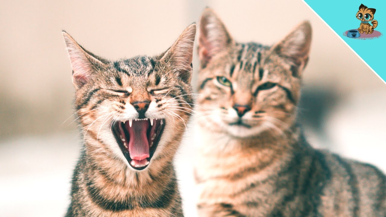 SO kommunizieren Katzen untereinander, ohne dass DU es merkst!