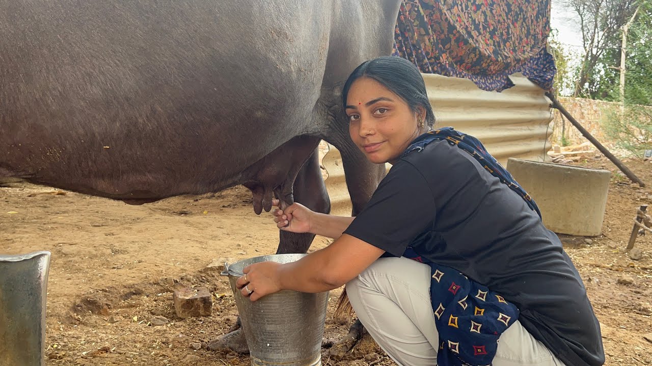milking video //buffalo milking by hand #TanuManish new video #trending village video village life