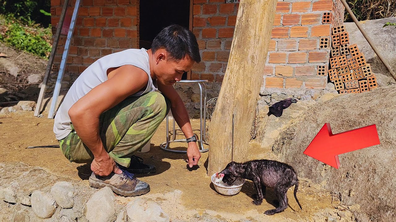 The kind-hearted young CEO rescues an abandoned puppy - A story that will touch your heart.
