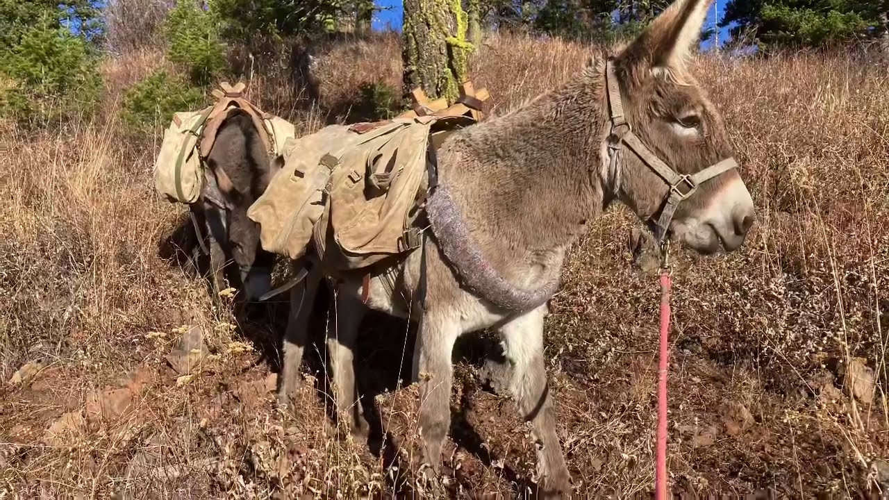 Hells canyon elk hunt with the donkeys