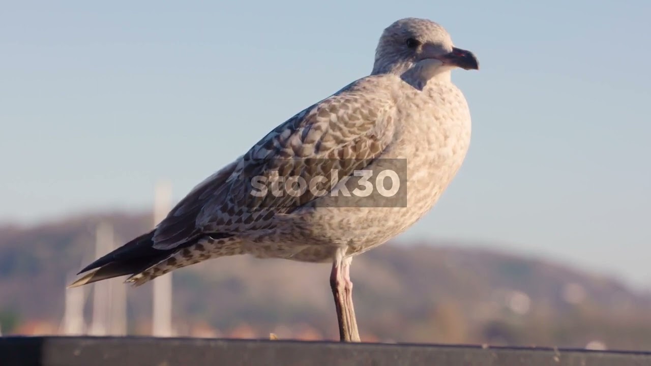 Seagull Perched By Quay In Conwy, UK