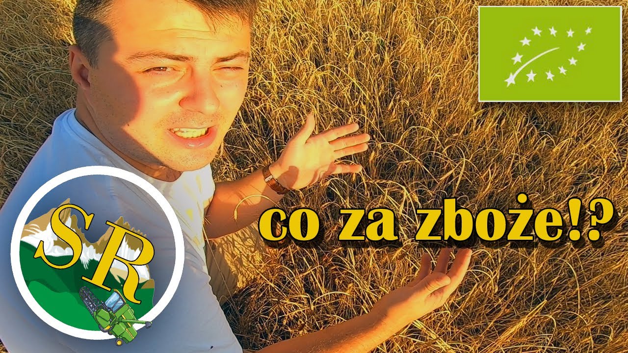Najdziwniejsze zboże jakie w życiu widziałem !!! | Płaskurka i koniczyna czyli lustracja upraw cz.2