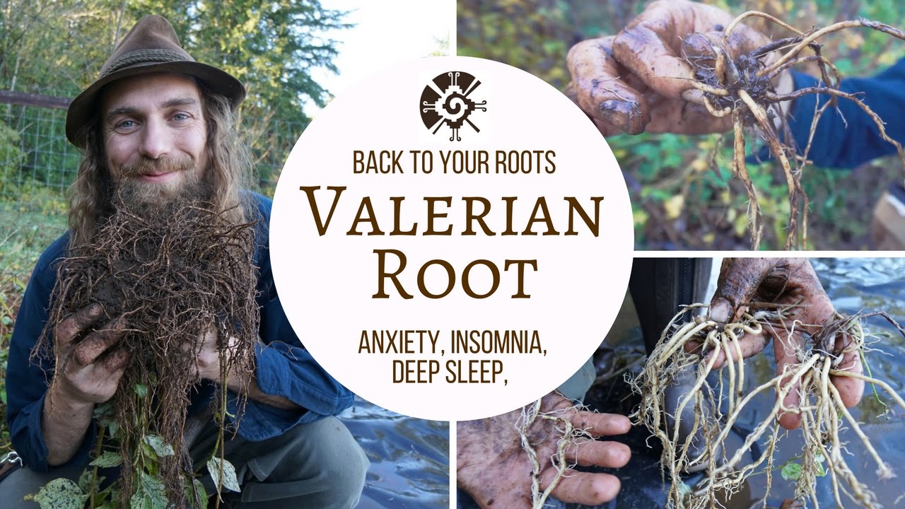 Valerian - Back to Your Roots with Yarrow Willard Cl.H | Harmonic Arts