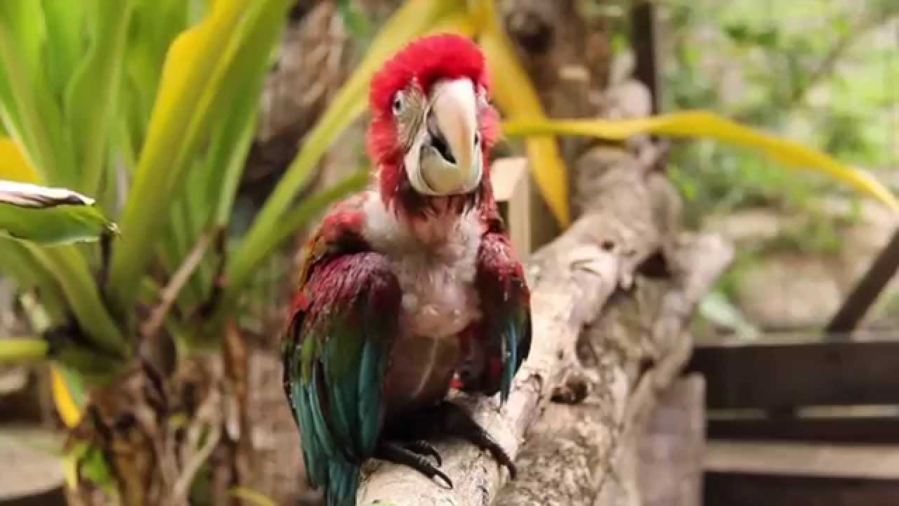The El Socorro Centre for Wildlife Conservation