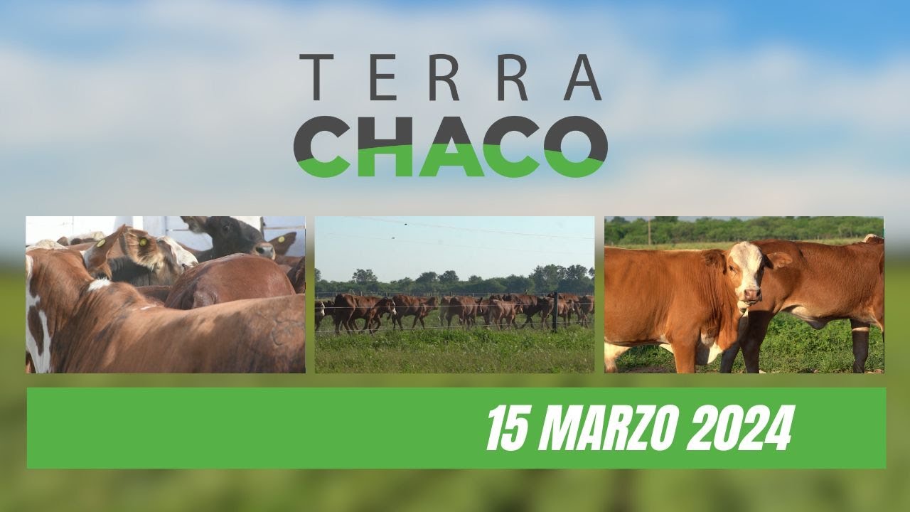 PRODUCCIÓN DE TERNEROS Y FIESTA PROVINCIAL EN CHACO  | TERRA CHACO