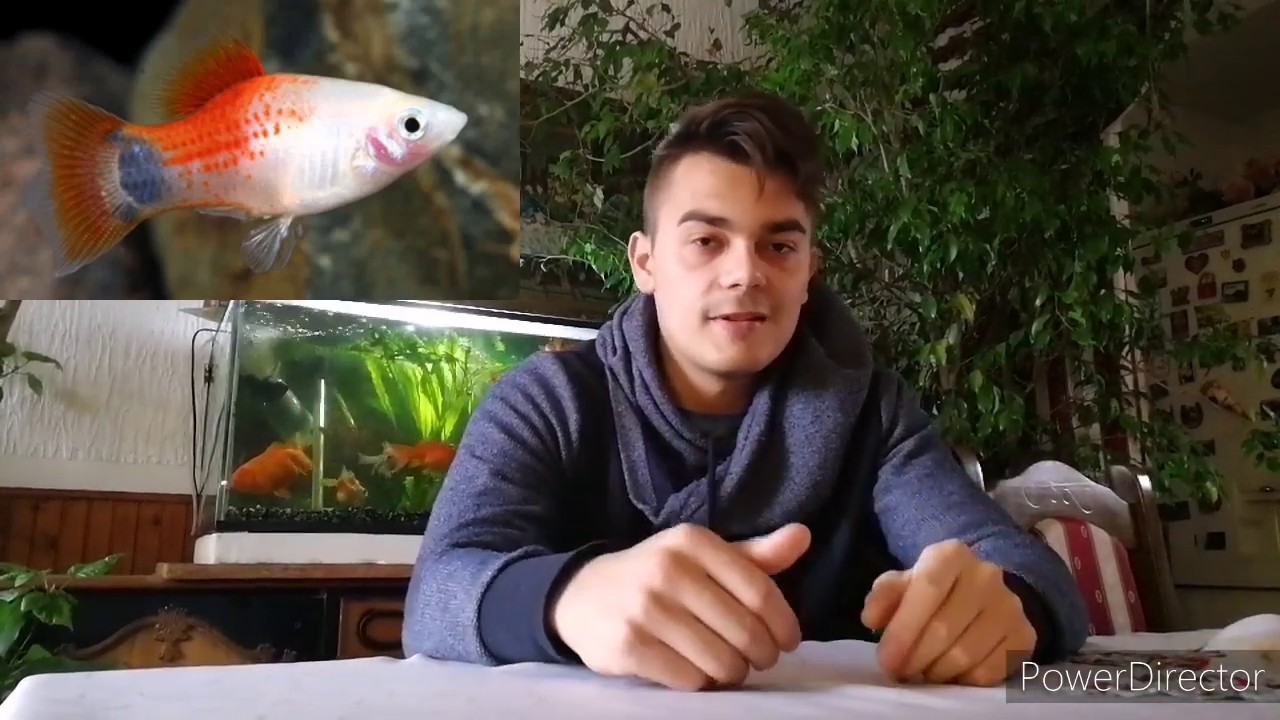 Top 10 ribica za pocetnike