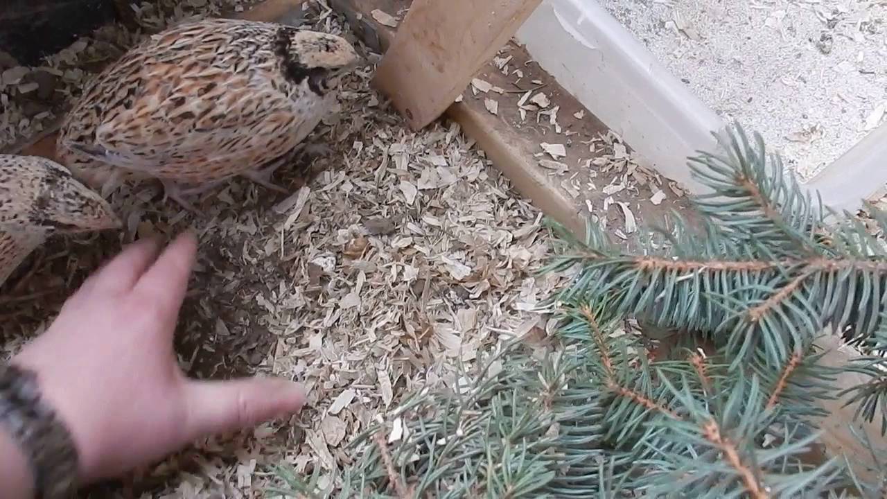 Wachtelfarm #6 - Wachteleier in Nester?