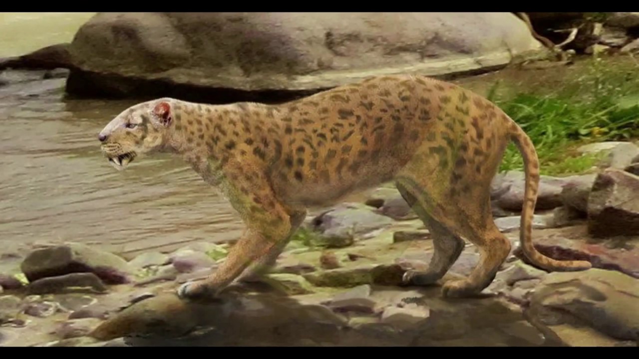 Big Cats | Cheetah | Lion | Leopard | A full documentary about Big Cat family