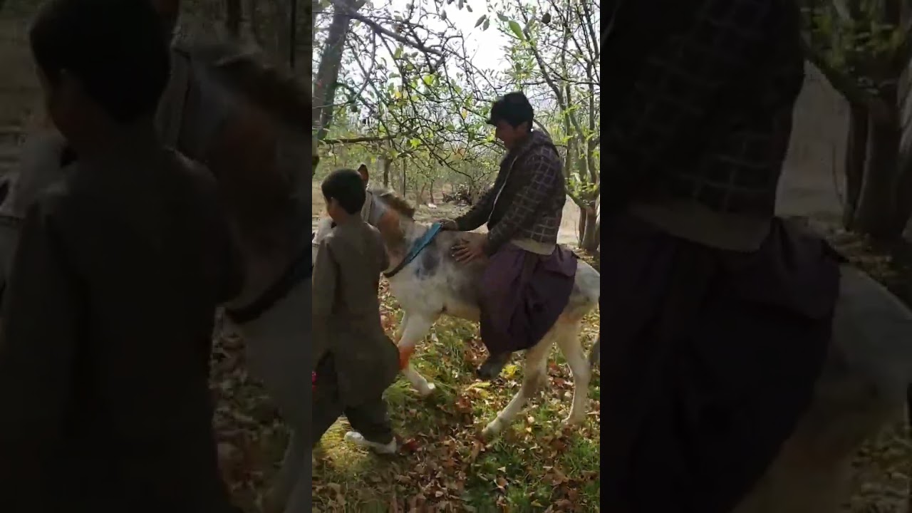 Kid riding on Donkey 🐴 at the farm #kid #riding #donkey #farm #animal #learning #joy