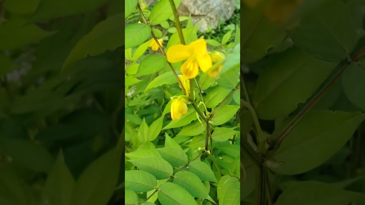 #itbatchelorvlogs #tamil #tamilsong #lovesong #nature #love #tamilmusic #villagelife #vivasaye #song