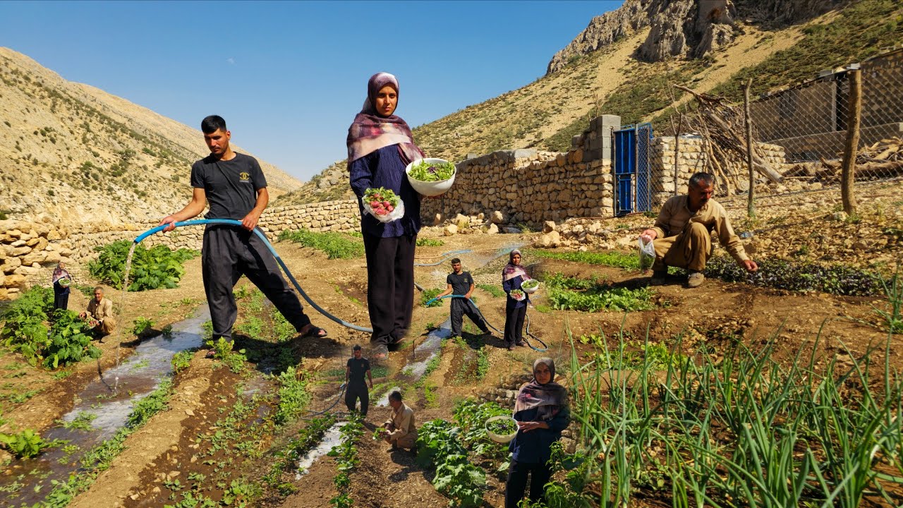 IRAN nomadic life: First Harvest of Nomadic Organic Vegetables 🌿 | Nomadic Family and Agriculture💧