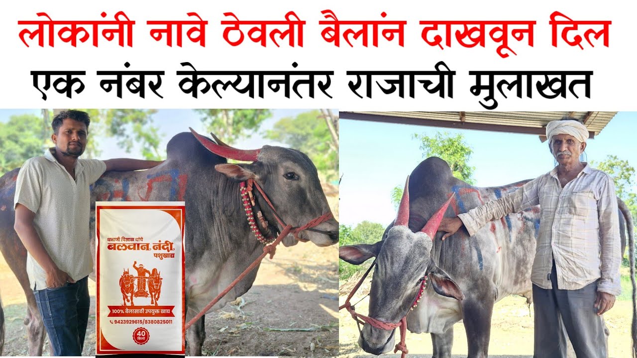 राजा ने केला एक नंबर दादा काय म्हणतात बघा