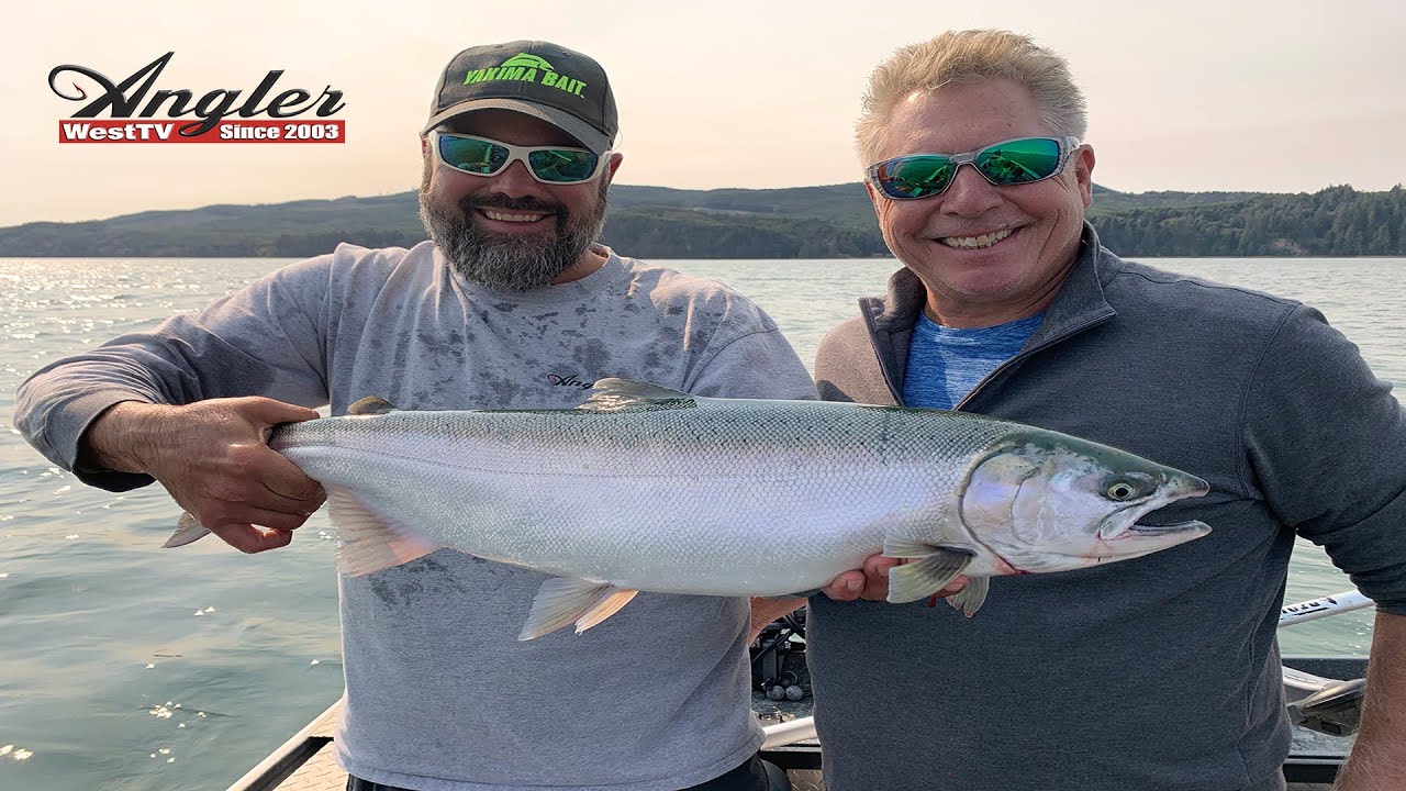 Twitching Tillamook Bay Coho Salmon