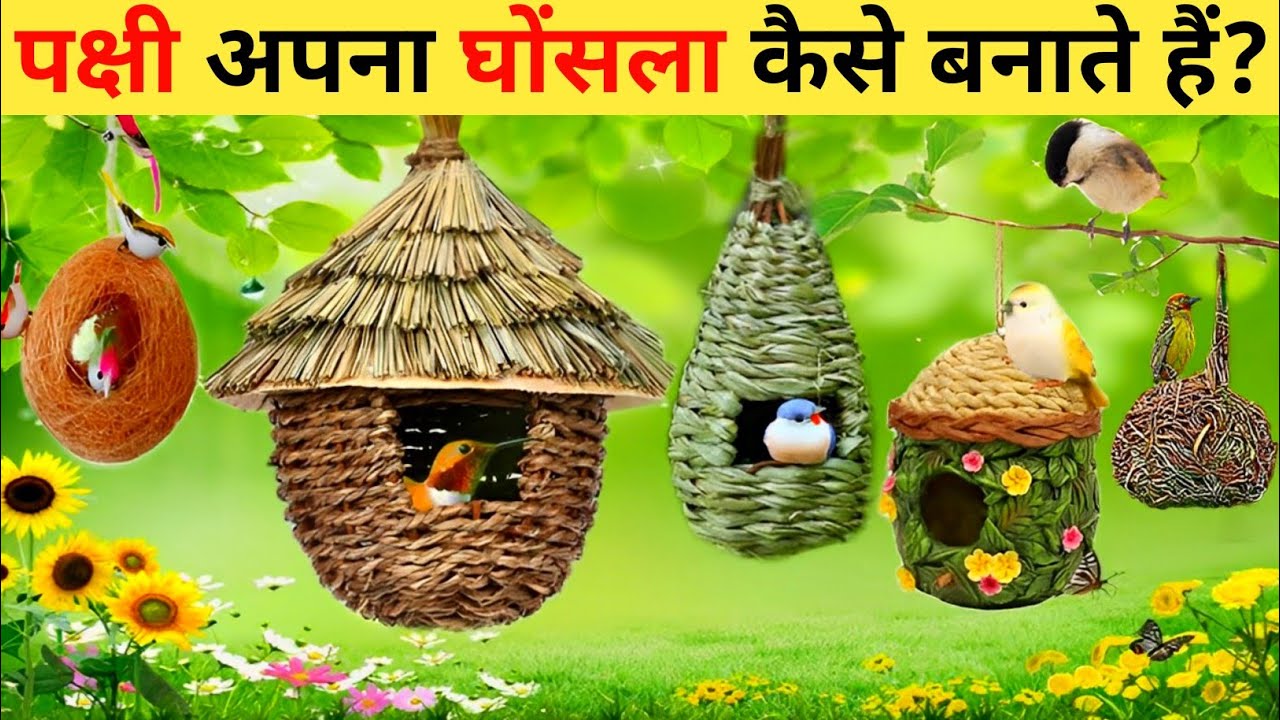चिड़िया का घोंसला | Chidiya Ka Ghonsala | Chidiya Ghonsala Kaise Banati Hai | Amazing Birds Nest