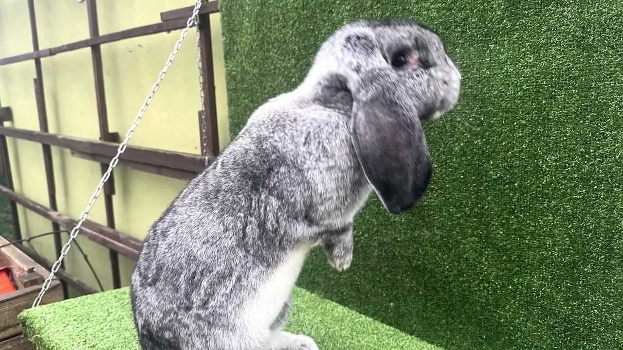 Hodowla z pasji . Początki na kanale 😊