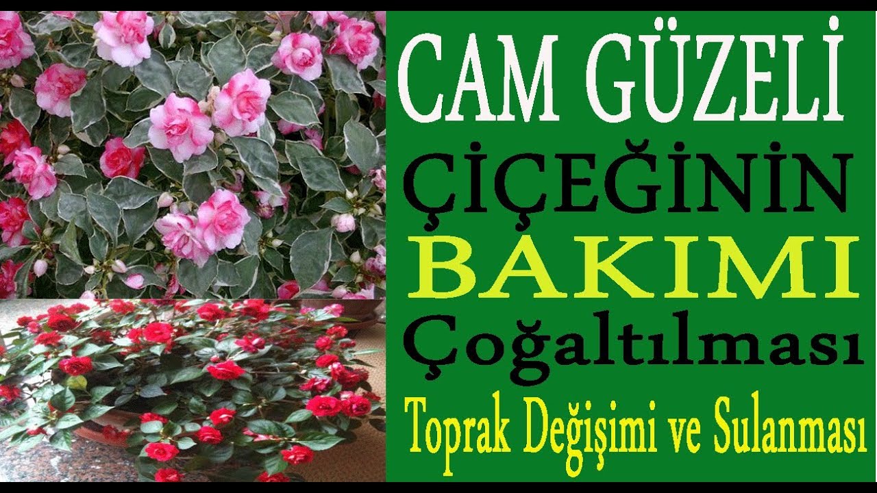 Cam güzeli çiçeğinin bakımı, sulanması, toprak değişimi ve çoğaltılması.