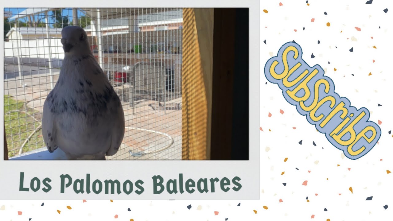 Los Palomos Baleares