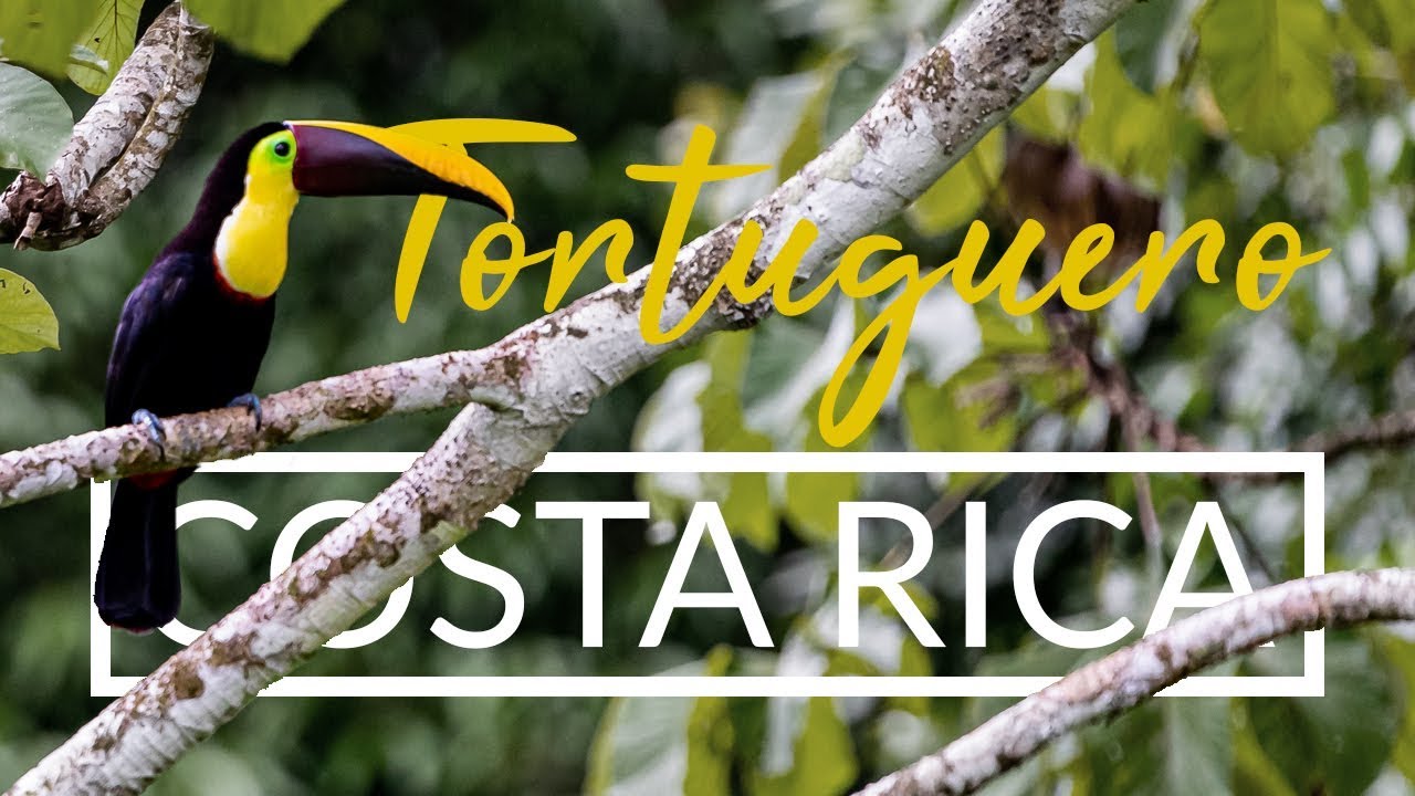 COSTA RICA - 🐸GIFTIGE FRÖSCHE fotografieren an der Karibikküste [Episode 1] l Philipp Hugentobler