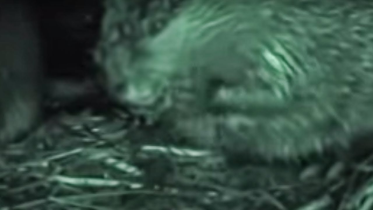 Beavers in the Snow | BBC Studios