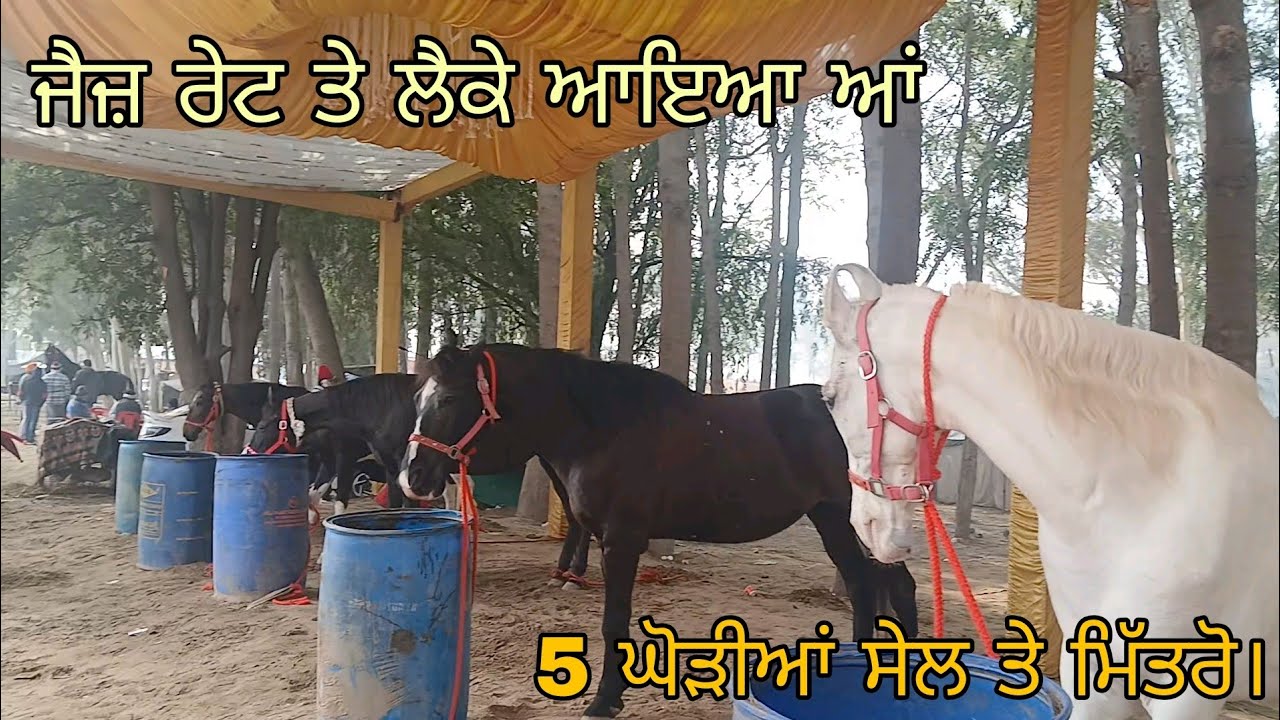 5 ਘੋੜੀਆਂ ਸੇਲ ਤੇ ਲੈਕੇ ਆਇਆ ਹਾਂ ਮਿੱਤਰੋ। 5 mare for sale.