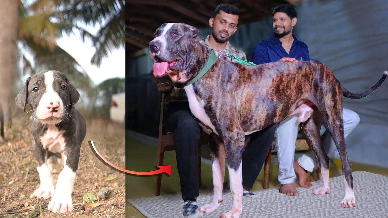 Bully Kutta ~ 🇮🇳 Puppy to Powerlord Jai Bhim இந்தியாவின் ஒரு பெரிய புல்லி குட்டா | DR6 Vlogs