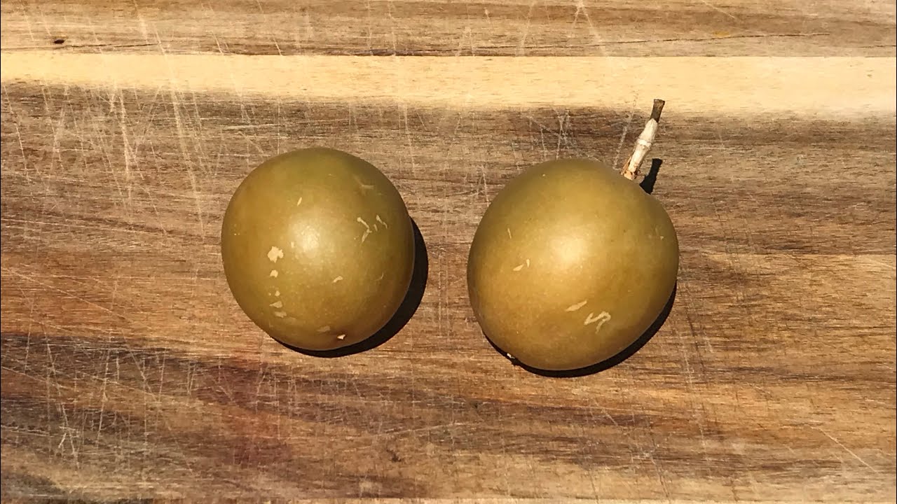 Sweet Calabash [Passiflora maliformis]