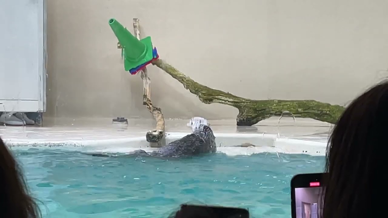 三重県鳥羽水族館ラッコのメイちゃん