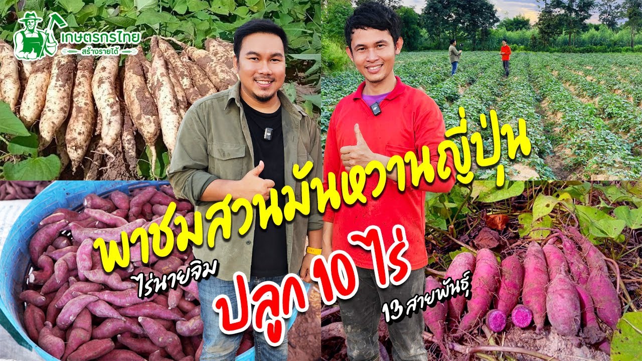พาชมไร่นายจิม มันหวานญี่ปุ่น ปลูก 10 ไร่ ทั้งหมด 13 สายพันธุ์#มันหวาน #มันหวานญี่ปุ่น #ชมสวนเกษตร