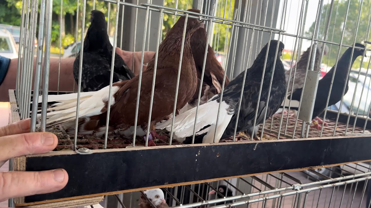 Rynek Targ Grajewo 16/06/2024 #pigeons #gołębie #birds #ptaki #kury #duck #króliki #zwierzęta #ryby
