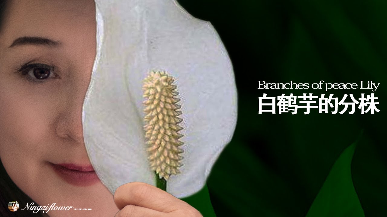 白鹤芋（白掌）一盆变多盆｜白掌的分株繁殖｜室内花卉｜Propagation of peace Lily