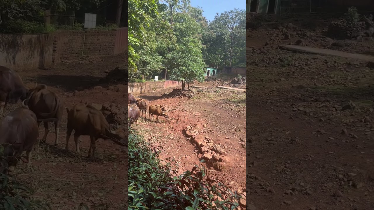 #bison #gaur #gava #reda #spotted #nature #goa #reels #shorts