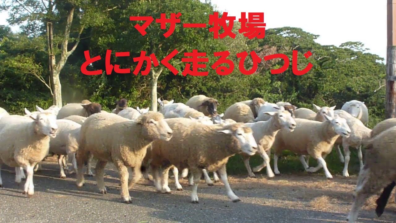 マザー牧場　とにかく走るヒツジ‼