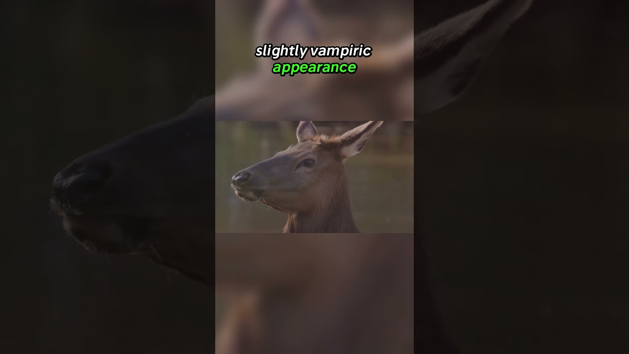 Top Ten Rare Animals from the Himalayas: The Unique Himalayan Musk Deer