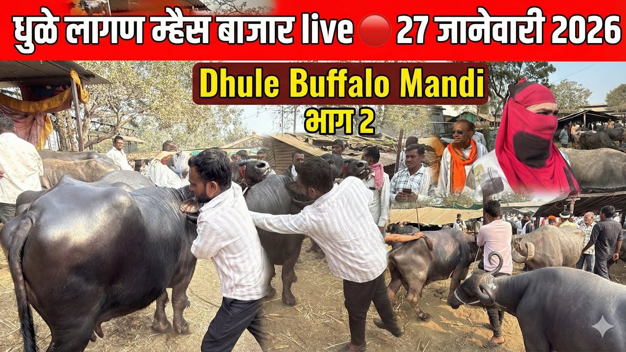 धुळे लागण म्हैस बाजार live 🔴 27 जानेवारी 2026 || Dhule Buffalo Bajar #buffalo #dhule 
