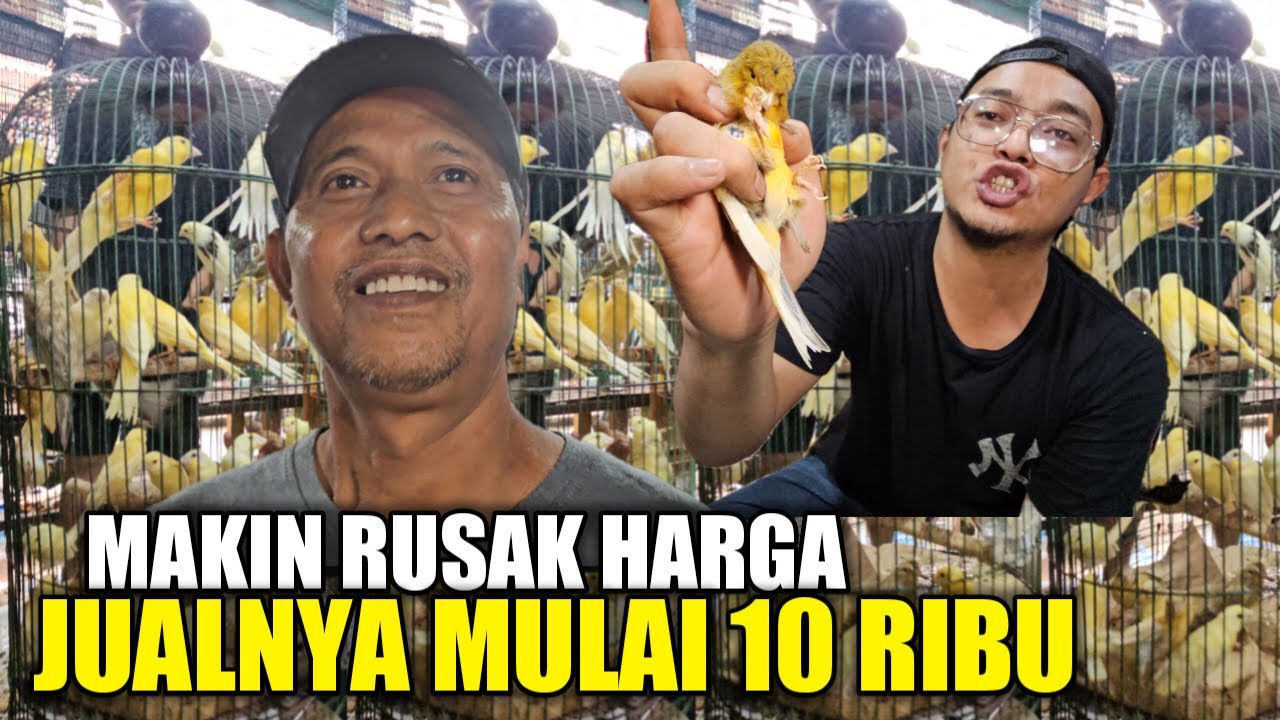 GILAA ! RATUSAN KENARI OMBYOKAN BODY F1 DIJUAL MURAH HARI INI DIKIOS ALHAMDULILLAH PASAR PRAMUKA