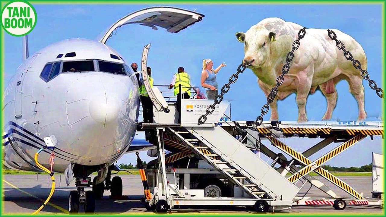 Transportasi Sapi Gadis Cantik Pilot CNC Otomatis Memerah Pembersihan Kuku  | Teknologi Pertanian