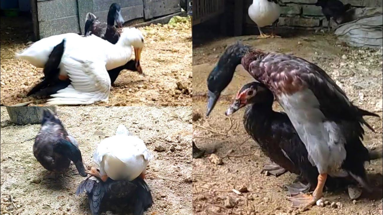 Pertemuan Bebek Paling Lucu & Seru Berebut Cinta Bebek Betina 2022 Bagian 10