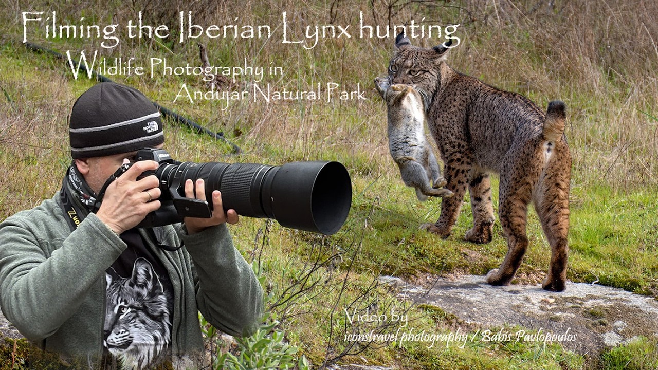 Filming the Iberian Lynx hunting & other wildlife in Andujar Natural Park, Spain