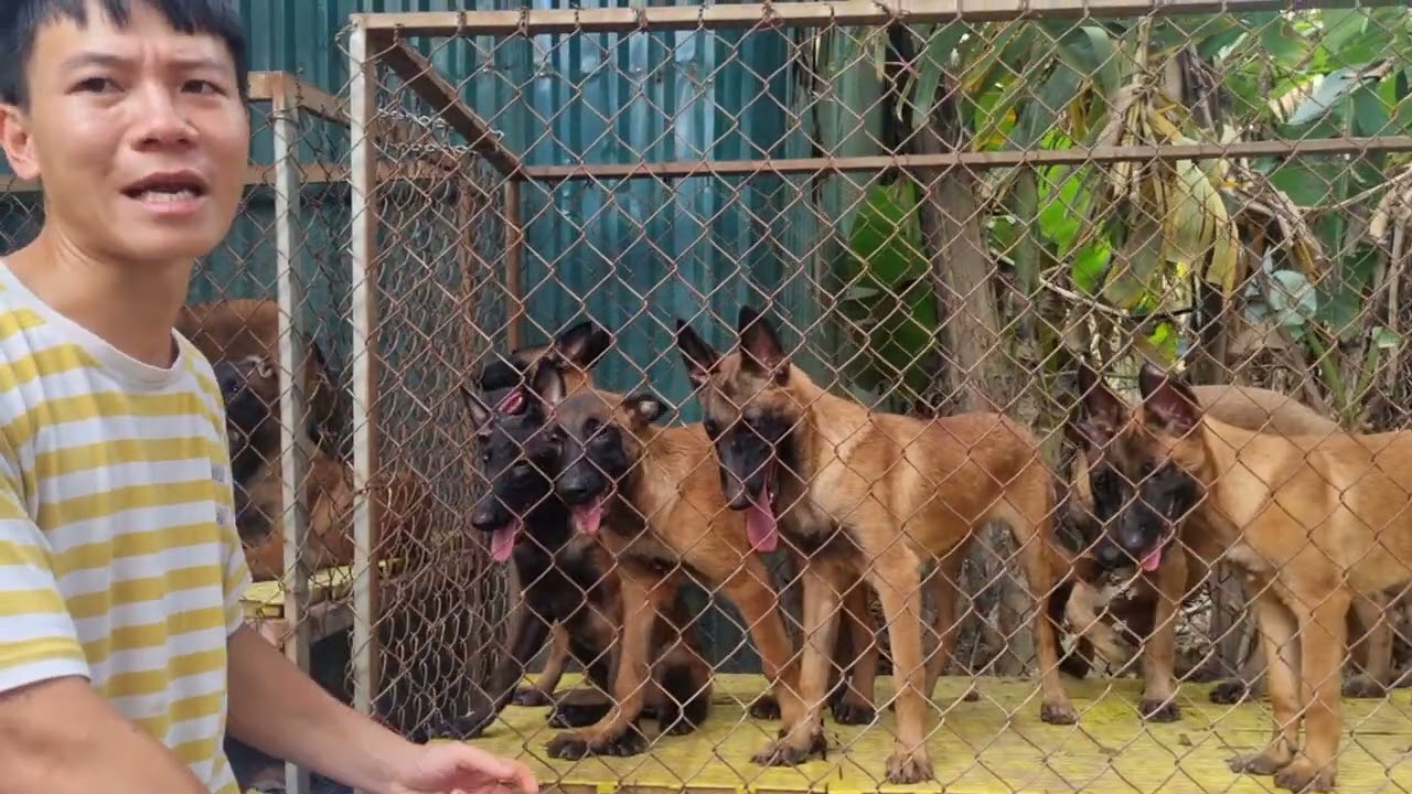 Thanh lý chó Malinois Becgie Bỉ bố nhập phả hệ chất 4 triệu hậu bão Yagi
