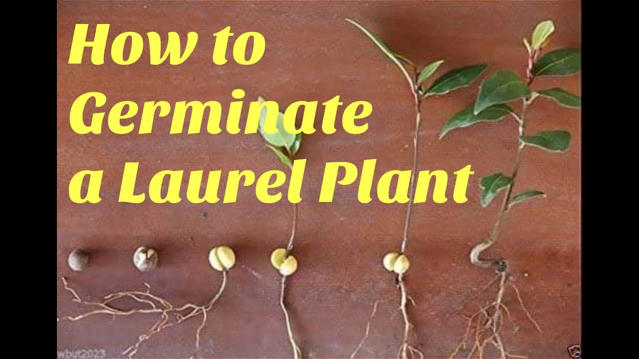 How To Plant Laurel Seeds (Bay Leaf) Part1